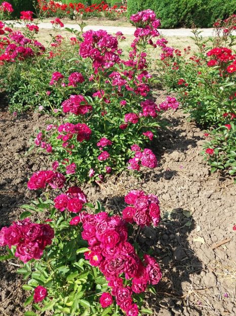  - 5 Trandafiri 2018 Gradina Botanica