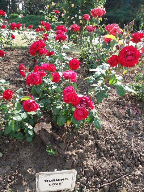  - 5 Trandafiri 2018 Gradina Botanica