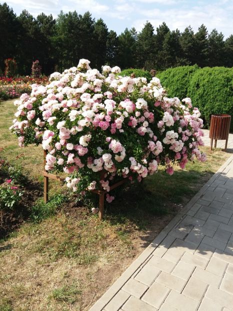  - 5 Trandafiri 2018 Gradina Botanica