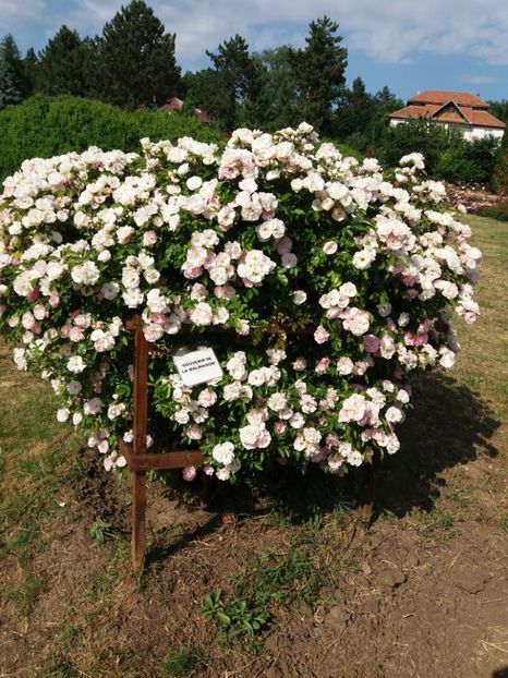  - 5 Trandafiri 2018 Gradina Botanica