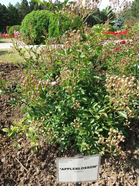  - 5 Trandafiri 2018 Gradina Botanica