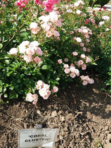  - 5 Trandafiri 2018 Gradina Botanica