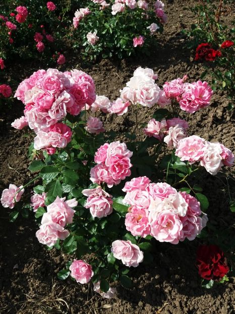  - 5 Trandafiri 2018 Gradina Botanica