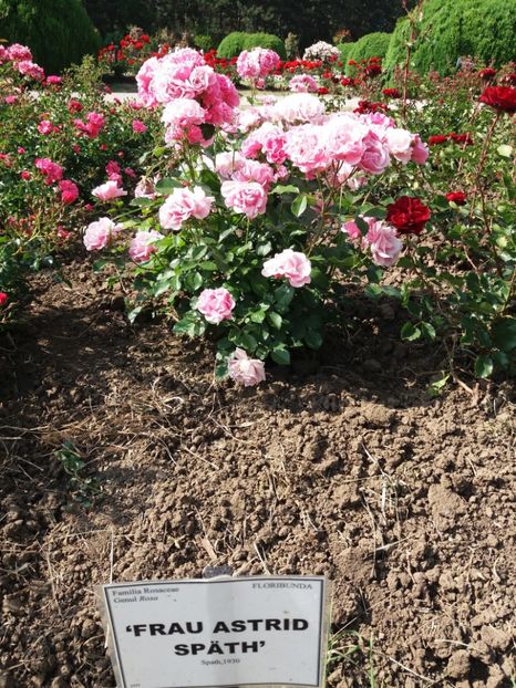  - 5 Trandafiri 2018 Gradina Botanica