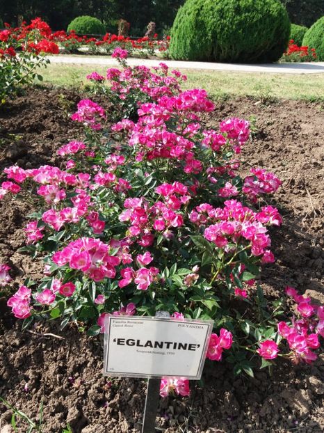  - 5 Trandafiri 2018 Gradina Botanica