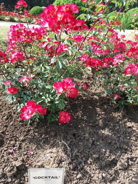  - 5 Trandafiri 2018 Gradina Botanica