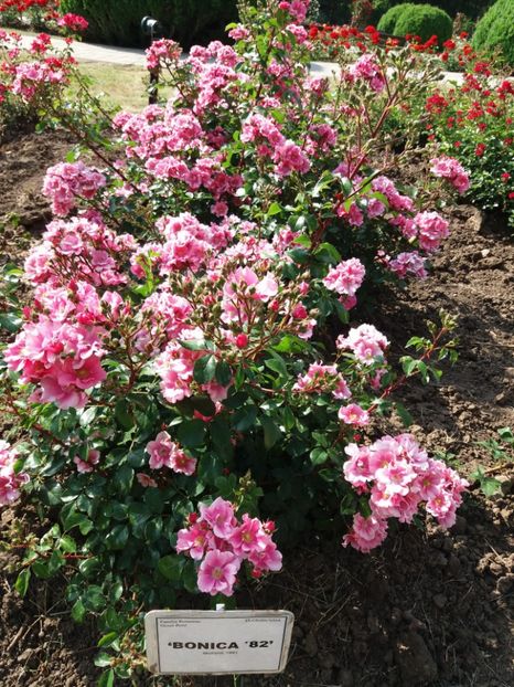  - 5 Trandafiri 2018 Gradina Botanica