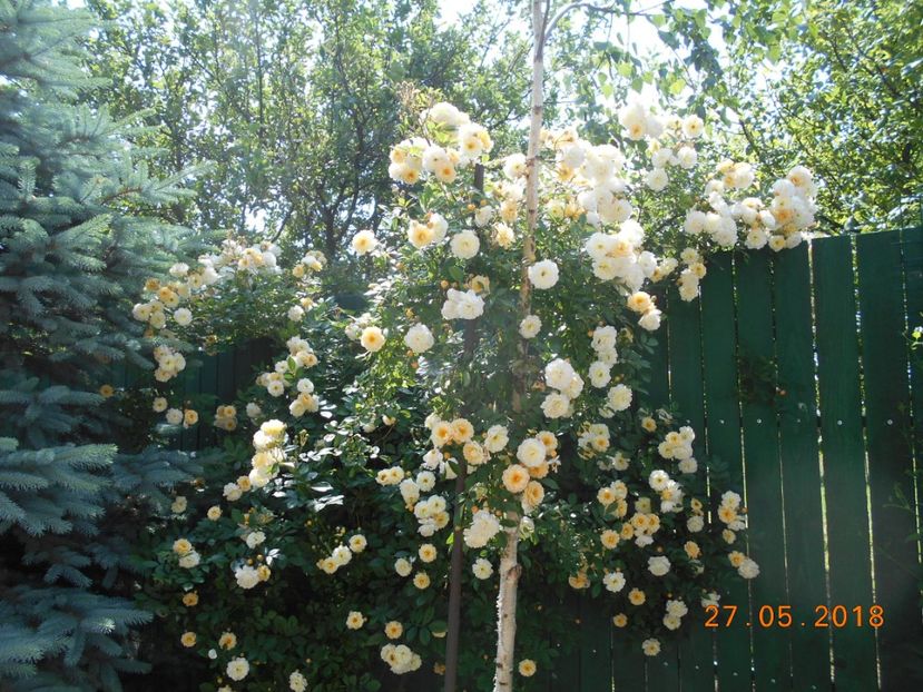  - Ghislaine de Feligonde