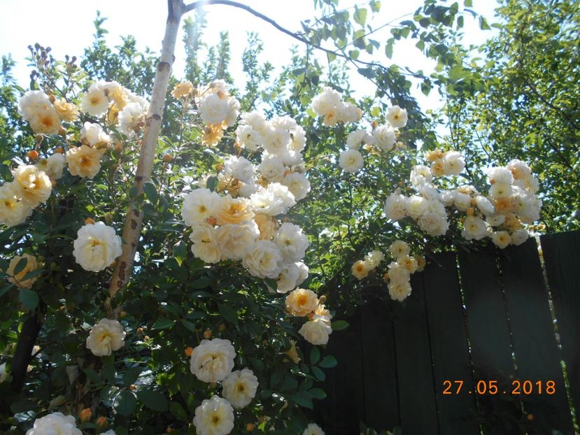  - Ghislaine de Feligonde