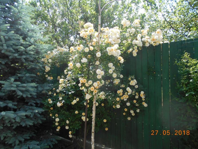  - Ghislaine de Feligonde