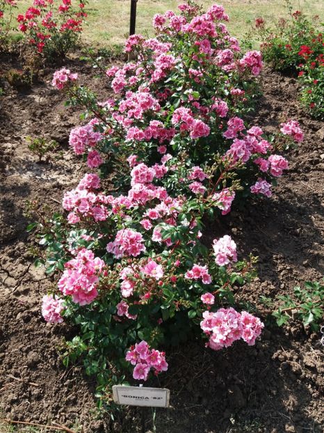  - 5 Trandafiri 2018 Gradina Botanica