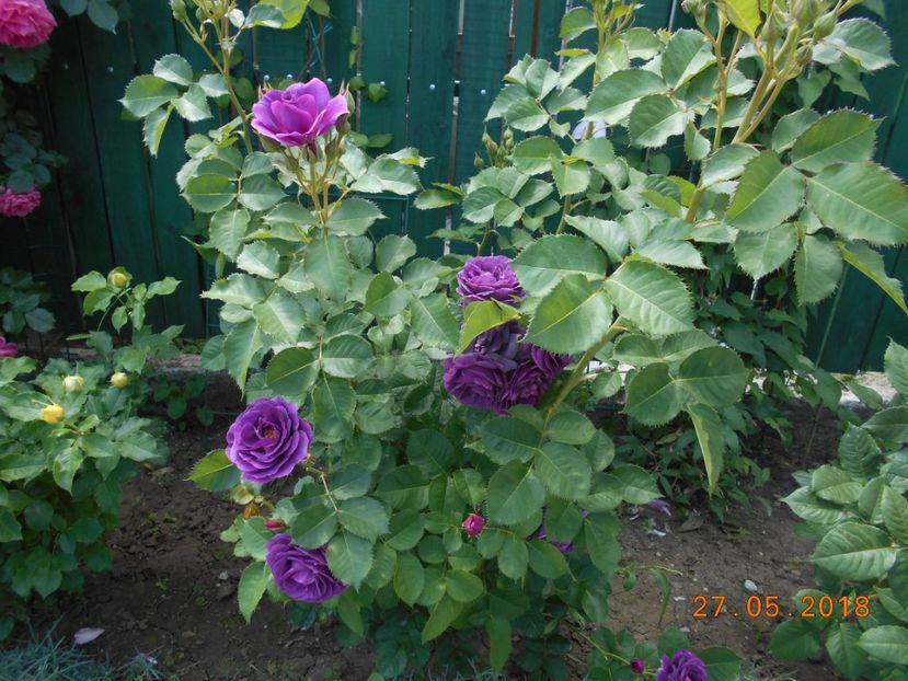 26.05.2018 - Minerva