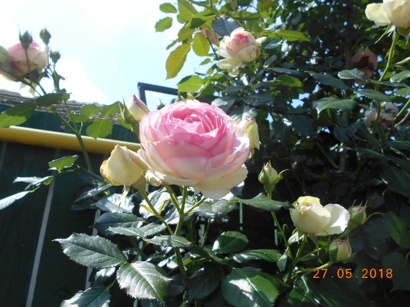 27.05.2018 - Eden Rose