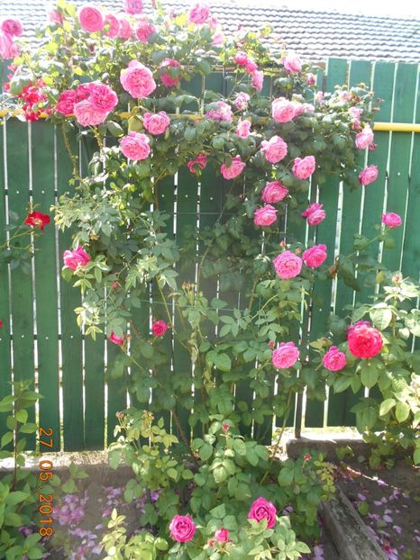  - Madame Isaac Pereire