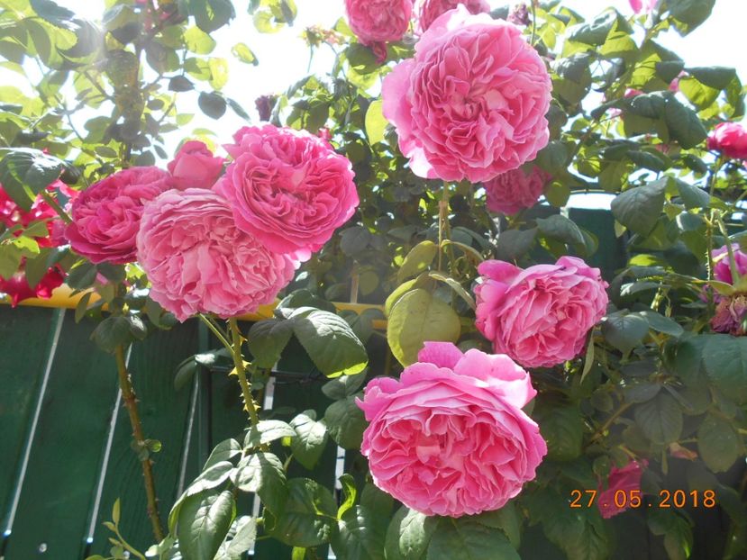  - Madame Isaac Pereire