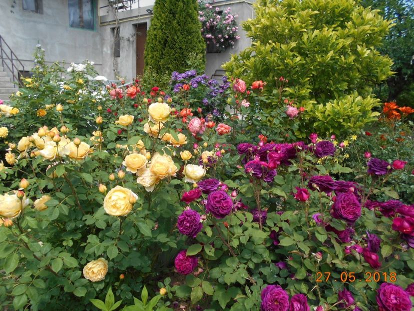 27.05.2018 - Munstead Wood