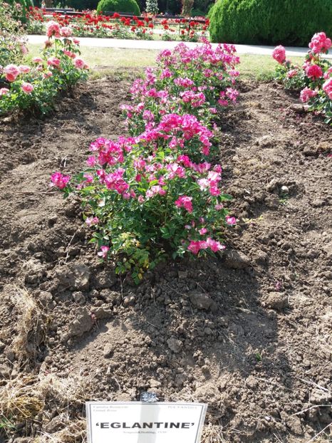  - 5 Trandafiri 2018 Gradina Botanica