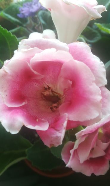  - gloxinii si minisiningii 2018