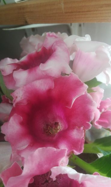  - gloxinii si minisiningii 2018