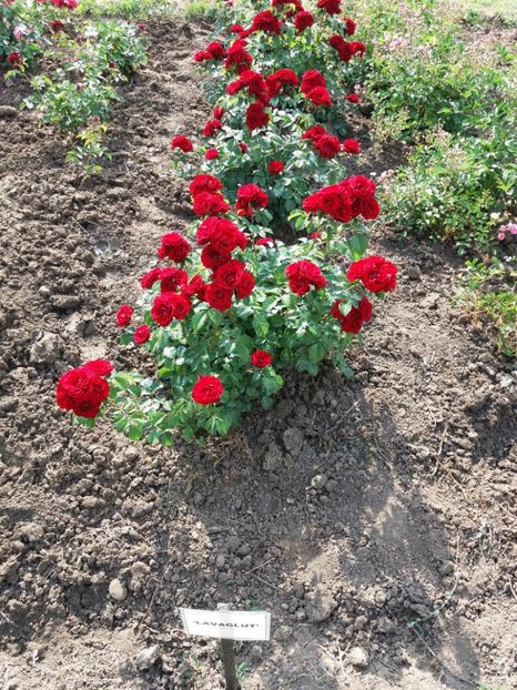  - 5 Trandafiri 2018 Gradina Botanica