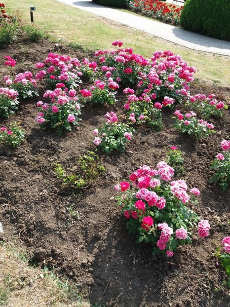  - 5 Trandafiri 2018 Gradina Botanica