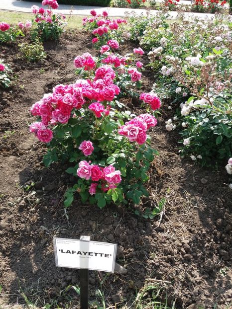  - 5 Trandafiri 2018 Gradina Botanica