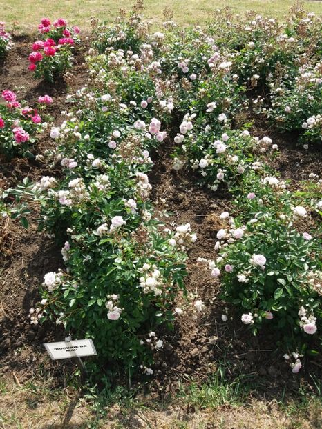  - 5 Trandafiri 2018 Gradina Botanica