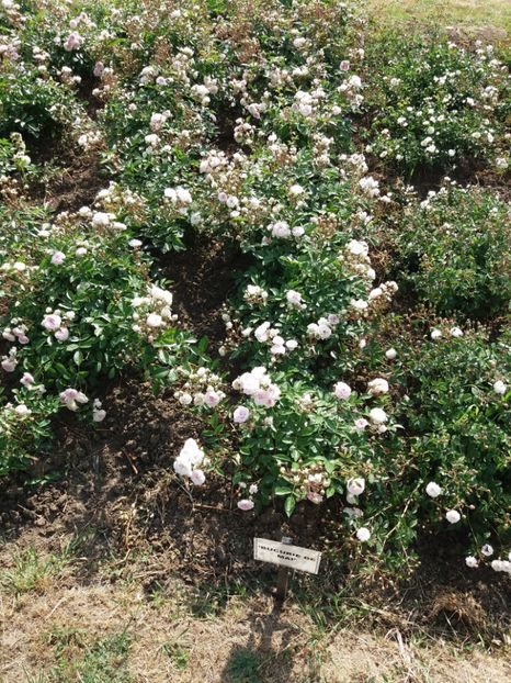  - 5 Trandafiri 2018 Gradina Botanica