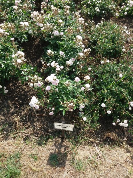  - 5 Trandafiri 2018 Gradina Botanica