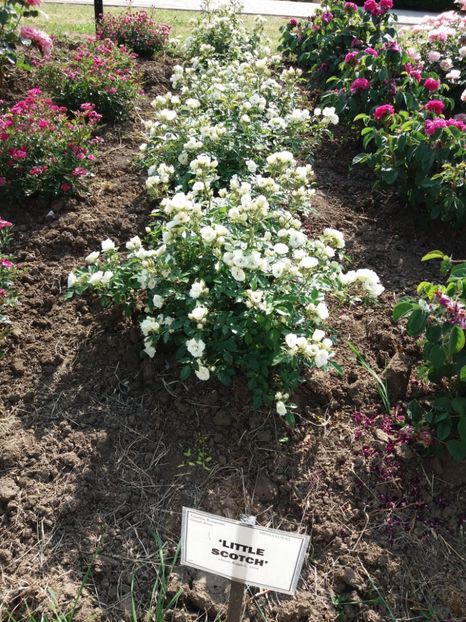  - 5 Trandafiri 2018 Gradina Botanica