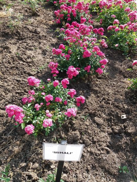  - 5 Trandafiri 2018 Gradina Botanica