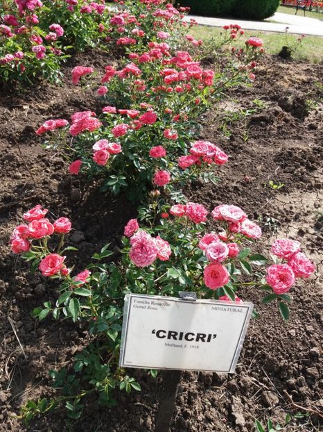  - 5 Trandafiri 2018 Gradina Botanica