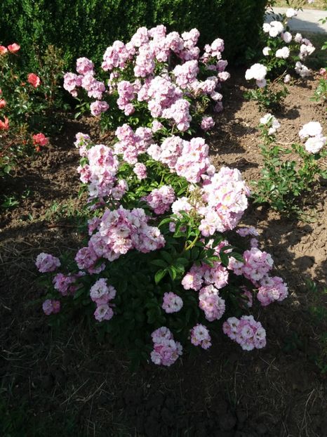  - 5 Trandafiri 2018 Gradina Botanica