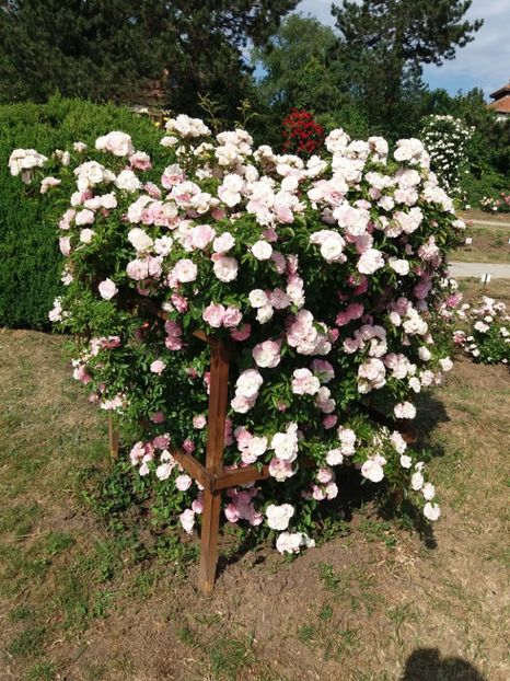  - 5 Trandafiri 2018 Gradina Botanica