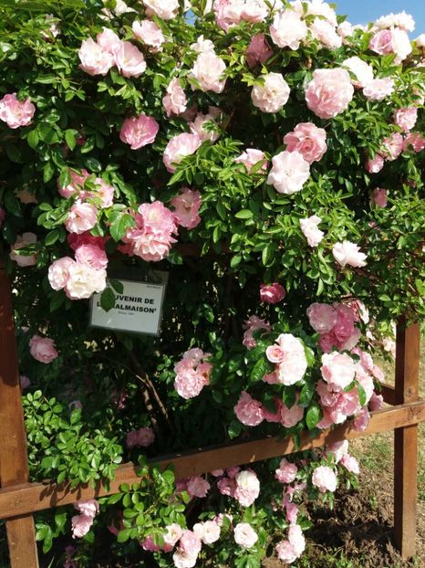  - 5 Trandafiri 2018 Gradina Botanica