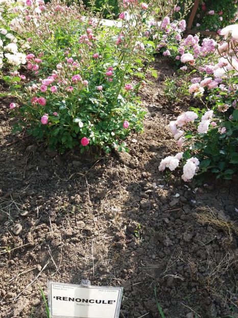  - 5 Trandafiri 2018 Gradina Botanica