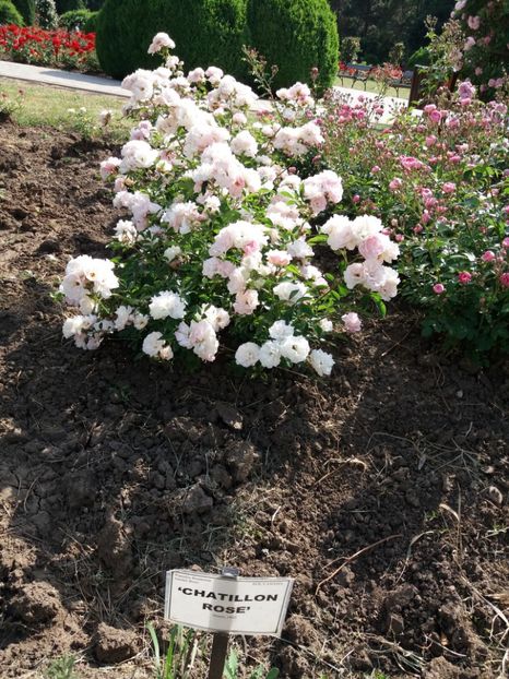  - 5 Trandafiri 2018 Gradina Botanica