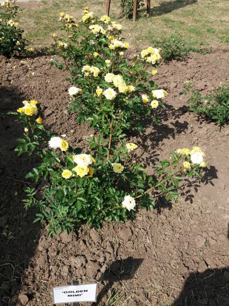  - 5 Trandafiri 2018 Gradina Botanica