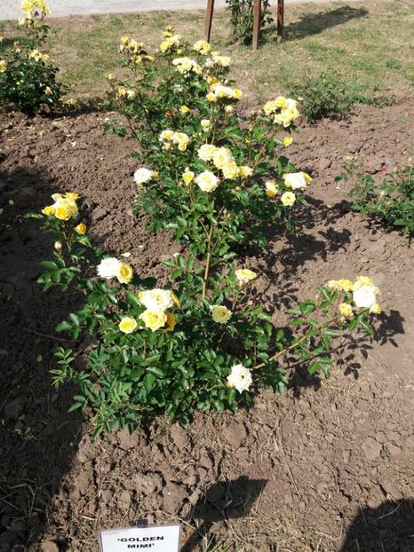  - 5 Trandafiri 2018 Gradina Botanica