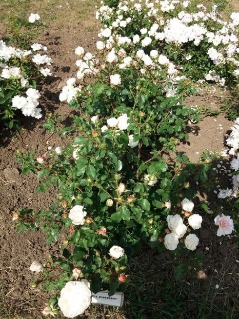  - 5 Trandafiri 2018 Gradina Botanica