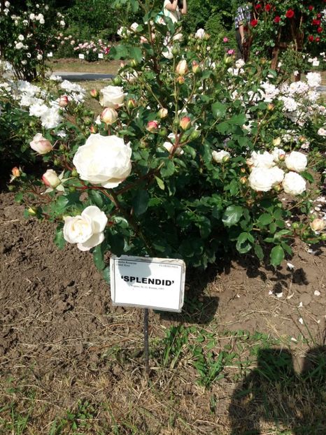  - 5 Trandafiri 2018 Gradina Botanica