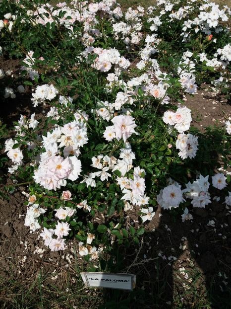  - 5 Trandafiri 2018 Gradina Botanica