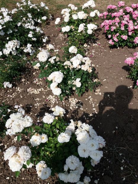  - 5 Trandafiri 2018 Gradina Botanica