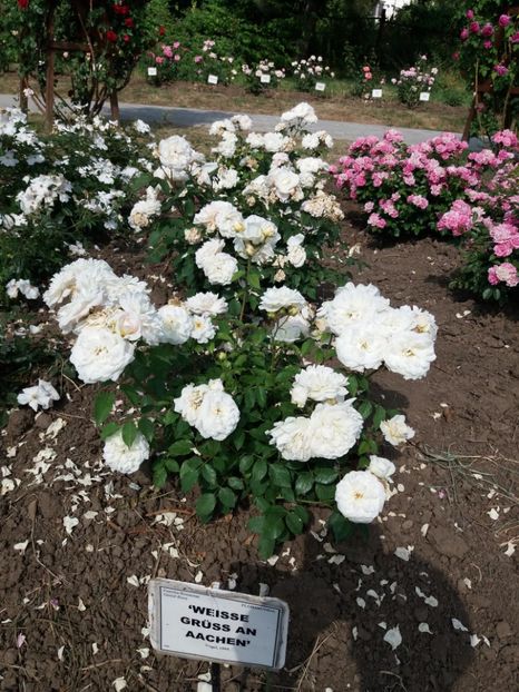  - 5 Trandafiri 2018 Gradina Botanica