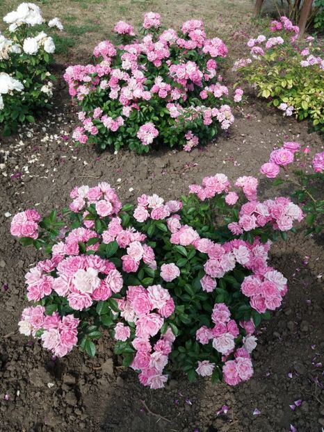  - 5 Trandafiri 2018 Gradina Botanica