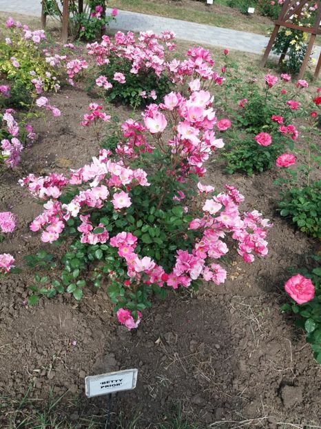  - 5 Trandafiri 2018 Gradina Botanica