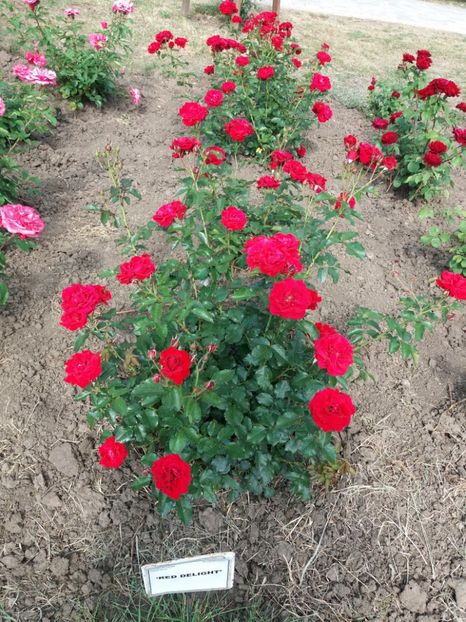  - 5 Trandafiri 2018 Gradina Botanica