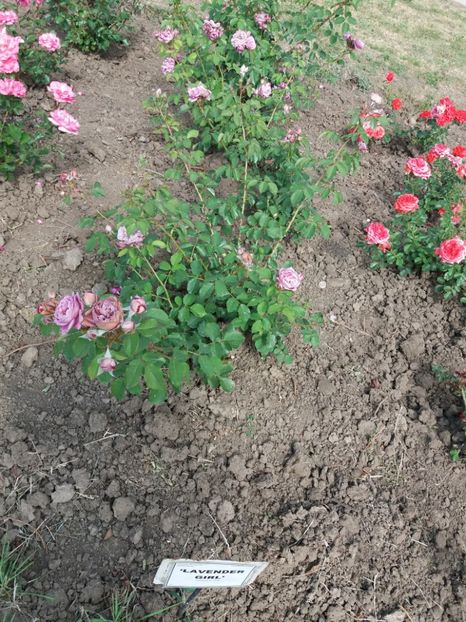  - 5 Trandafiri 2018 Gradina Botanica