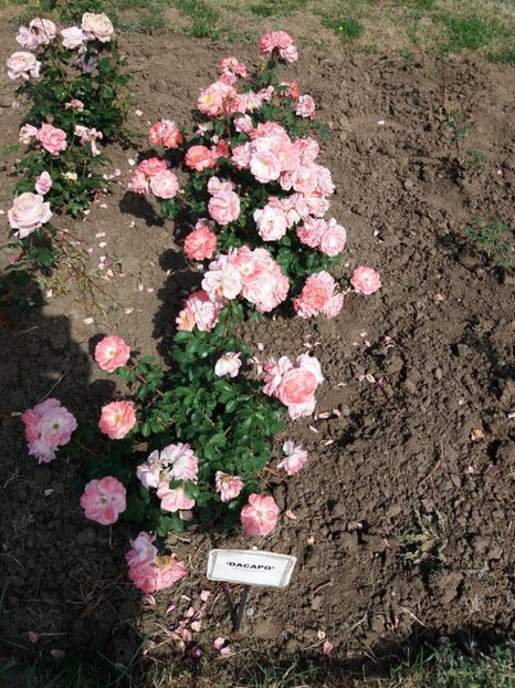  - 5 Trandafiri 2018 Gradina Botanica