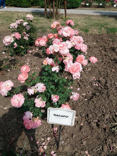  - 5 Trandafiri 2018 Gradina Botanica